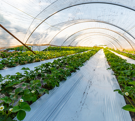 Strawberry plants growing inside a greenhouse with clear plastic covering.